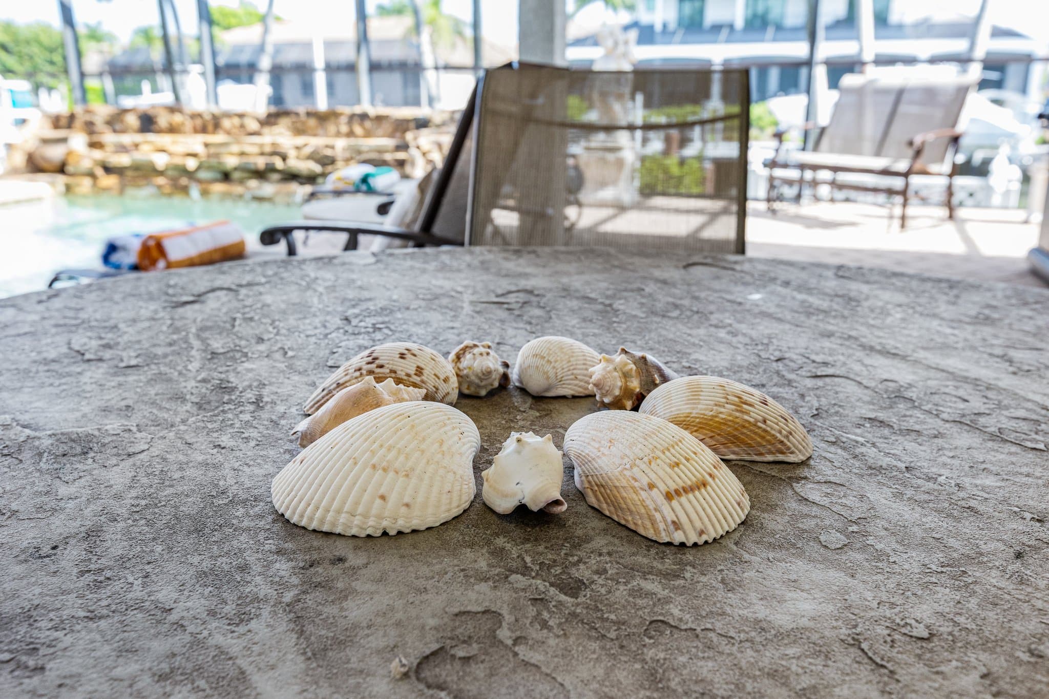Seashells collected on the lanai table